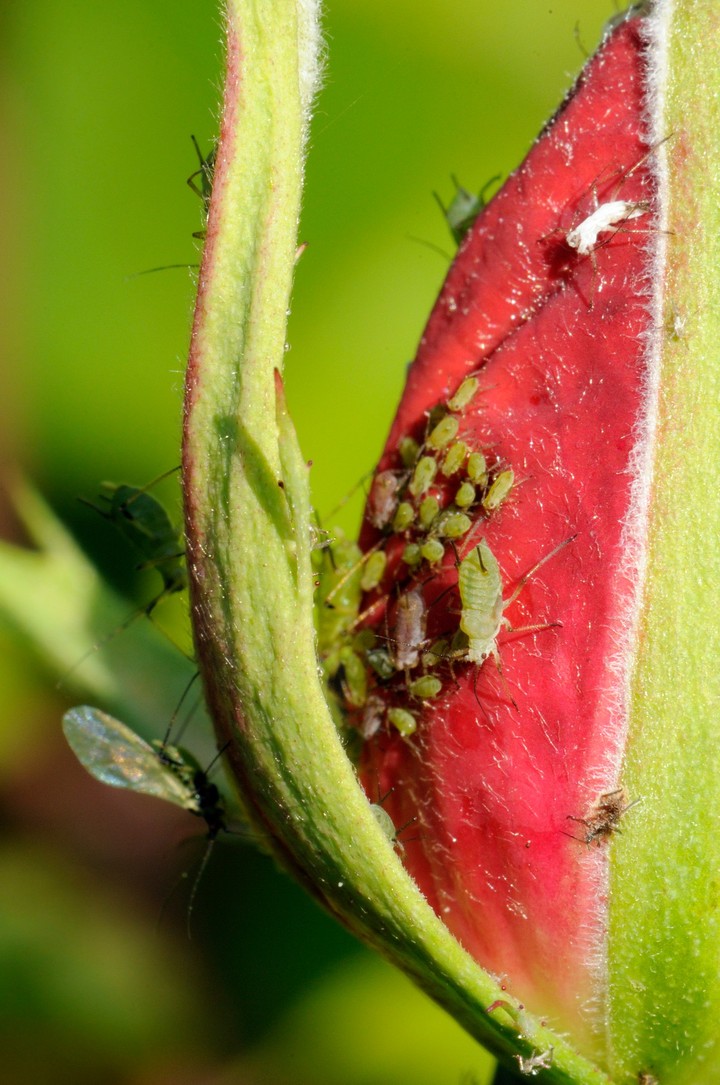 Nova zahrada - vosky